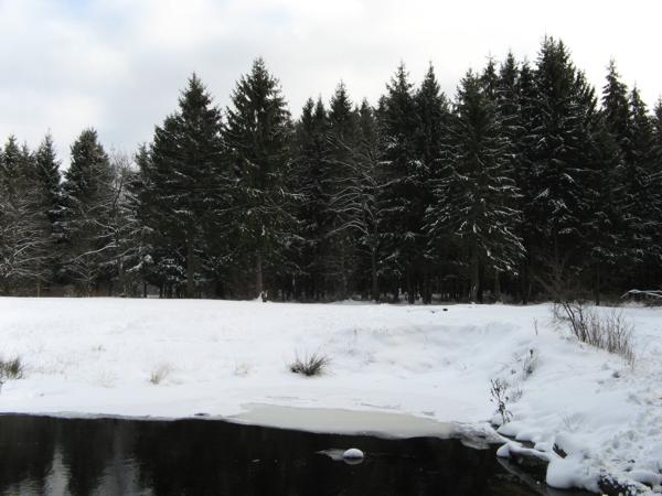 Лес и река. Зима.